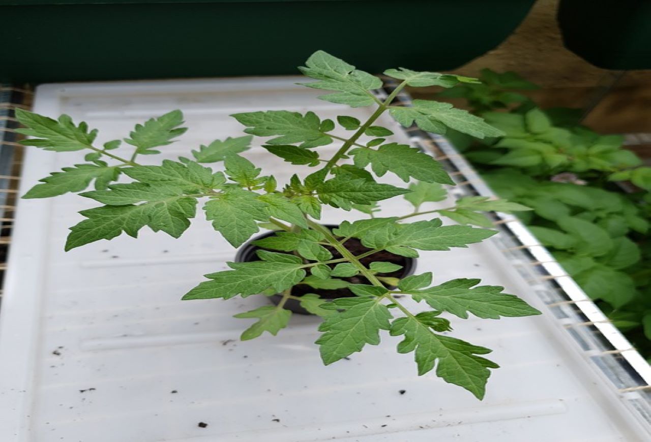 pianta di pomodoro