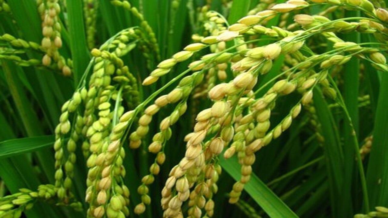 coltivazione di riso