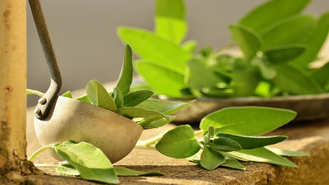 Foglie verdi di salvia