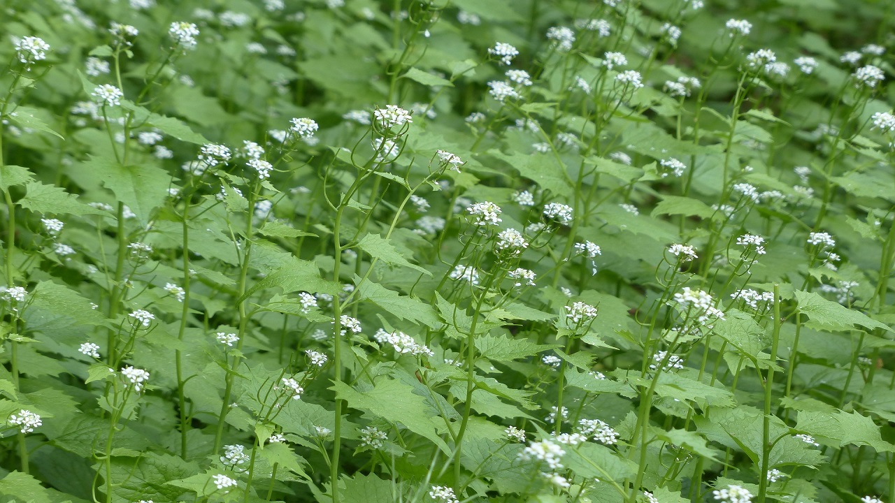 Senape all'aglio, fiori