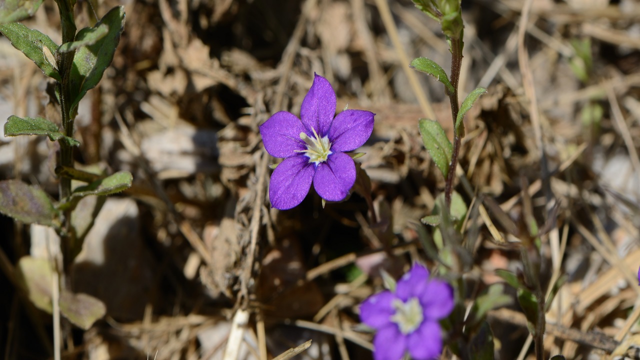 Fiore violetto di specchio di Venere