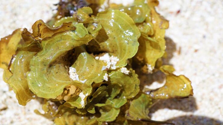 alghe di mare