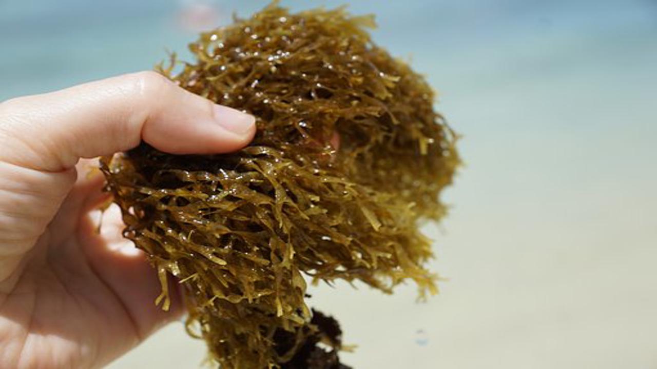 raccolta di alghe