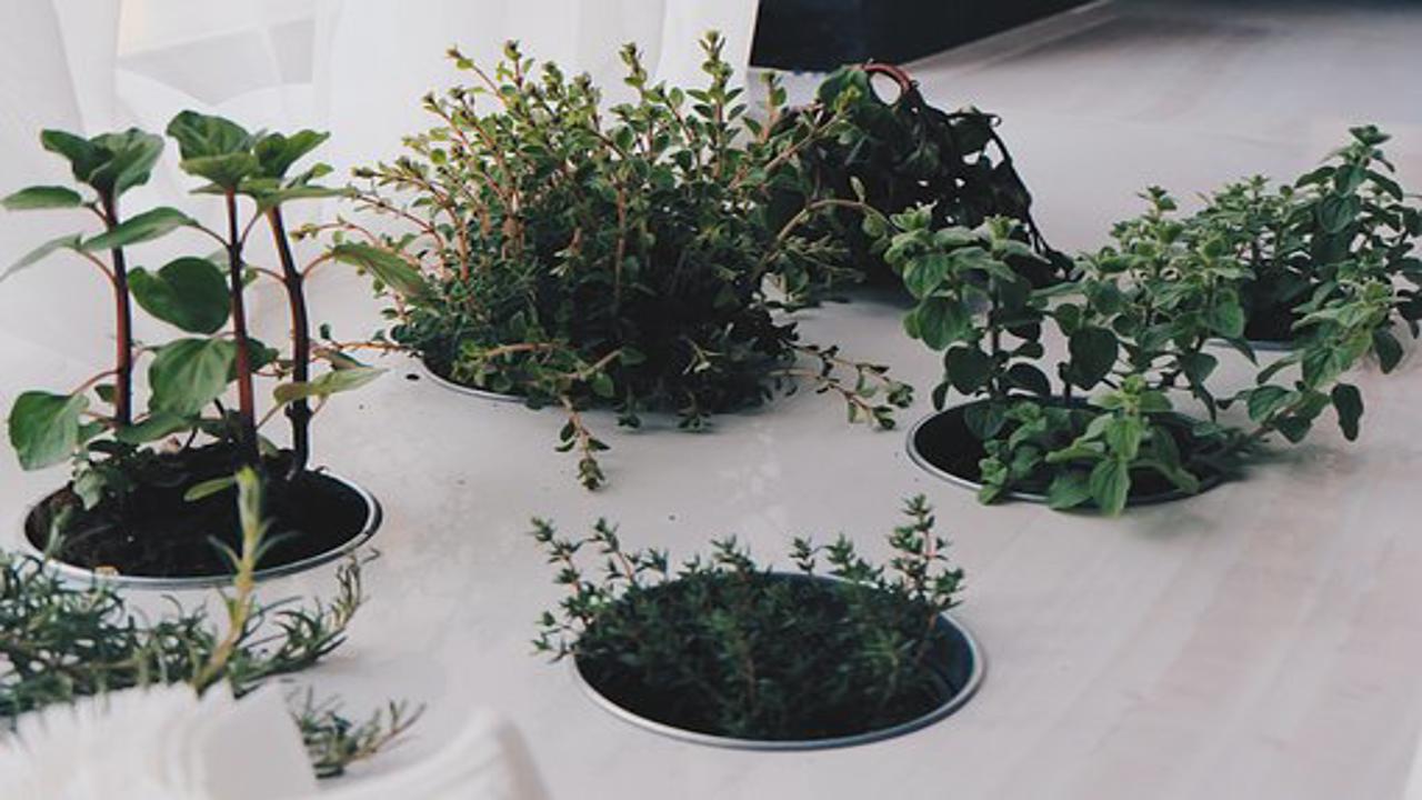 menta per il nostro balcone