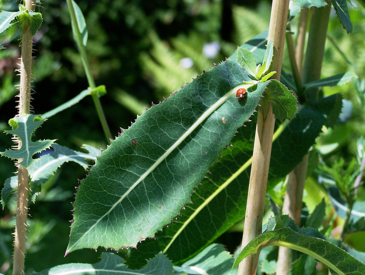 Lattuga velenosa