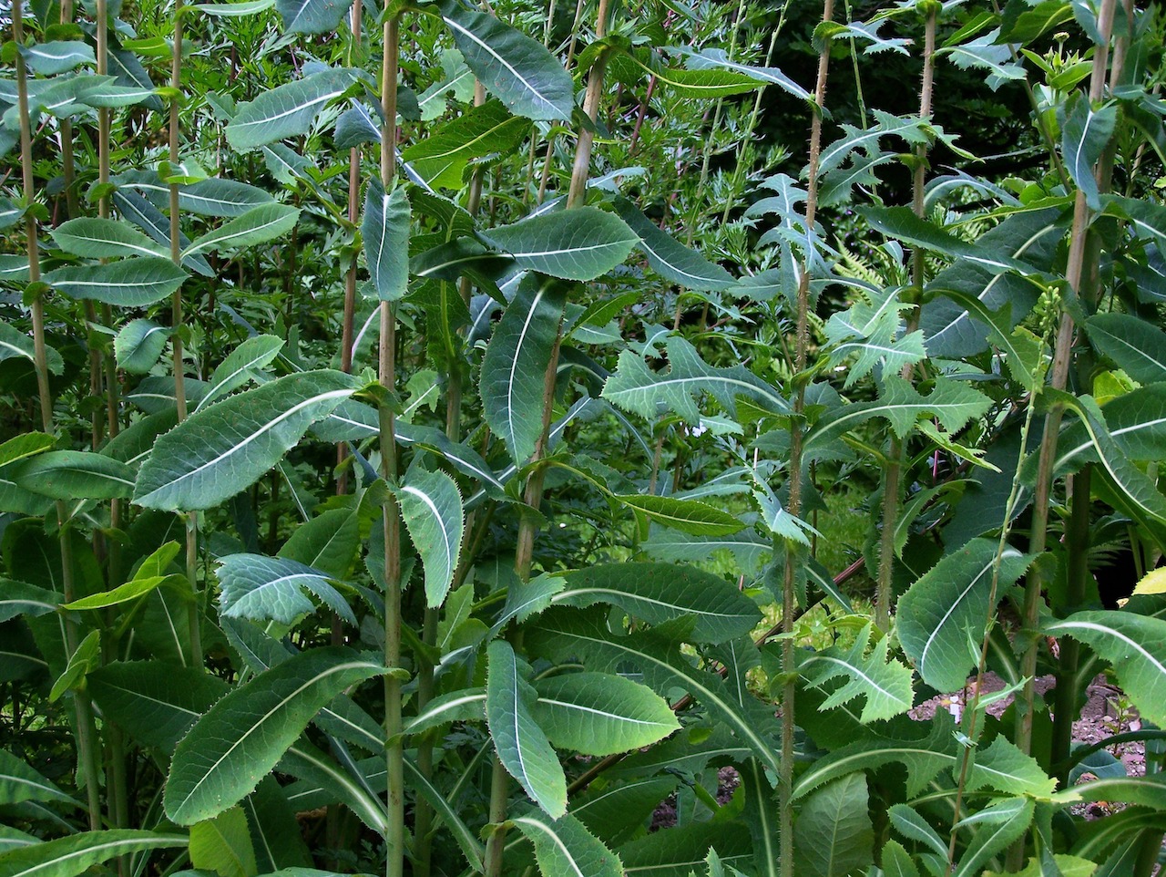 Lactuca virosa