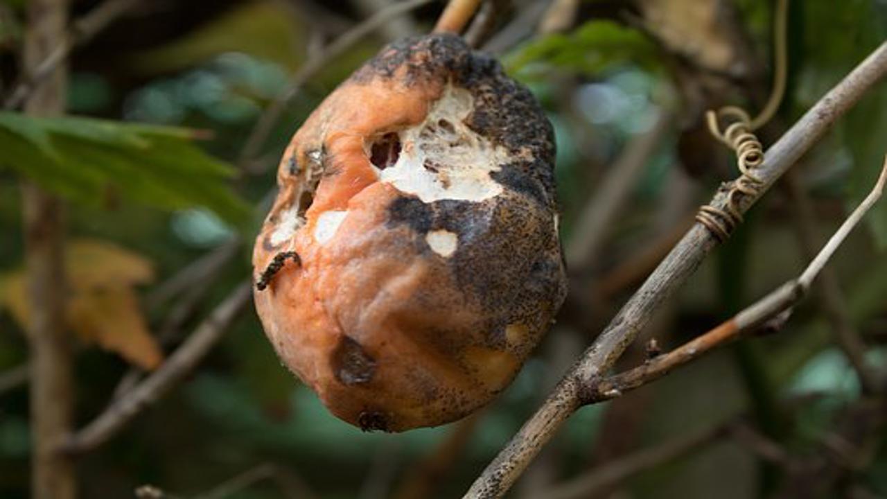 frutto marcio con parassiti