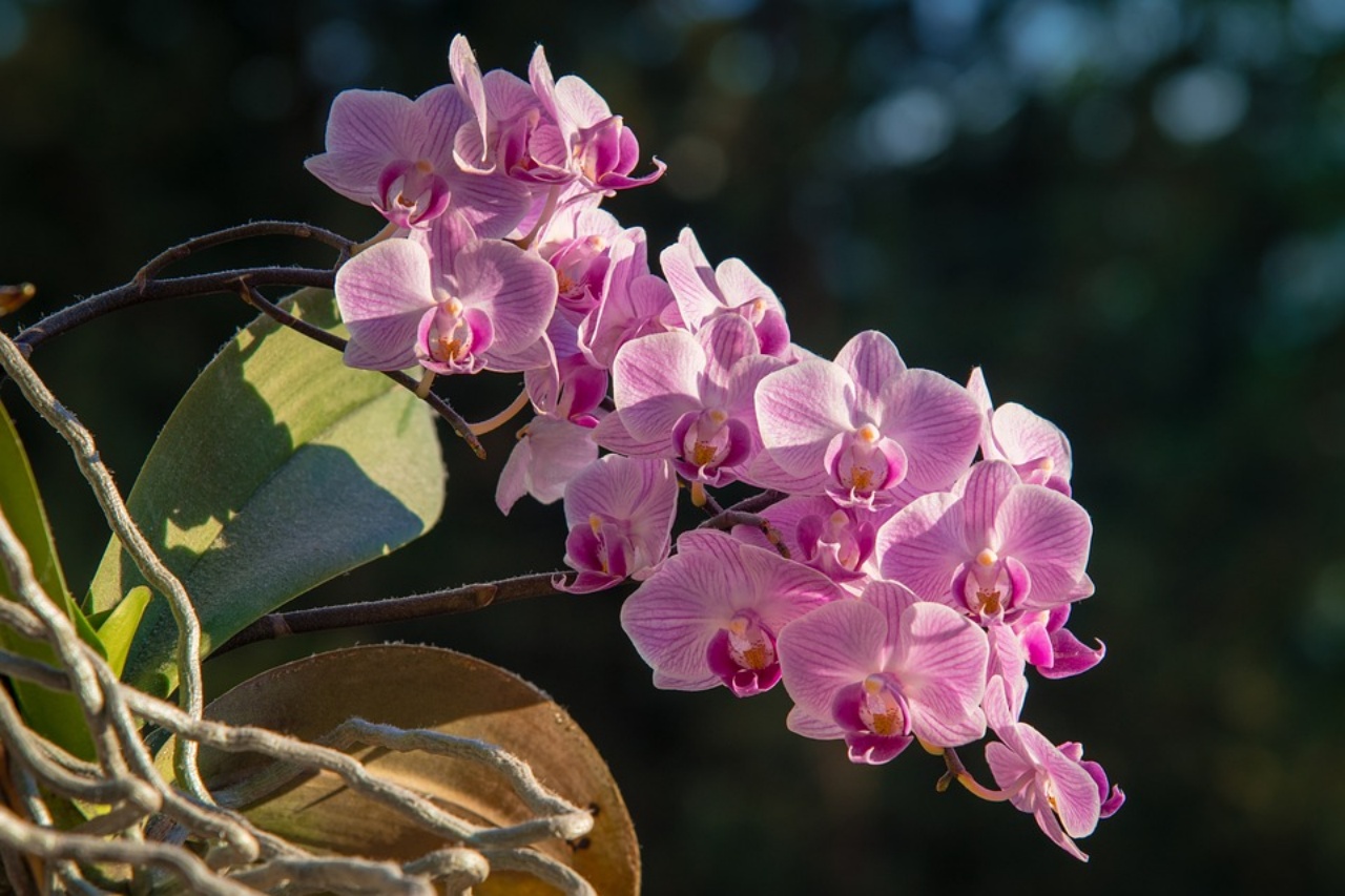 Phalaenopsis, trucchi per annaffiarla