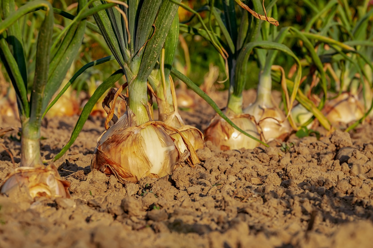 Campo di cipolle