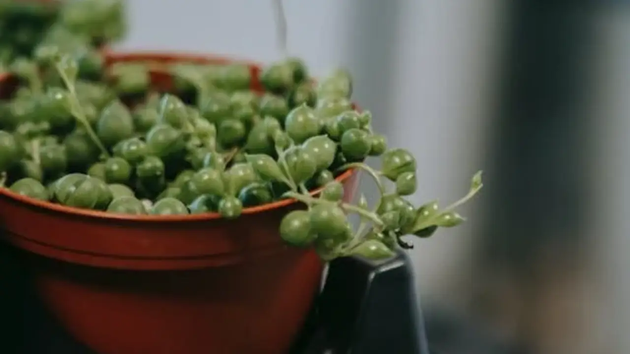 Senecio peregrinus, una pianta a forma di delfino