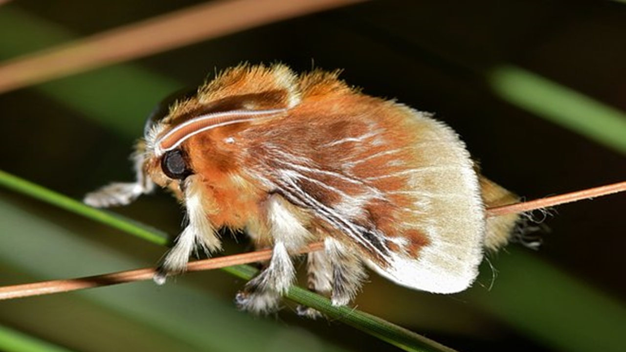 insetto peloso