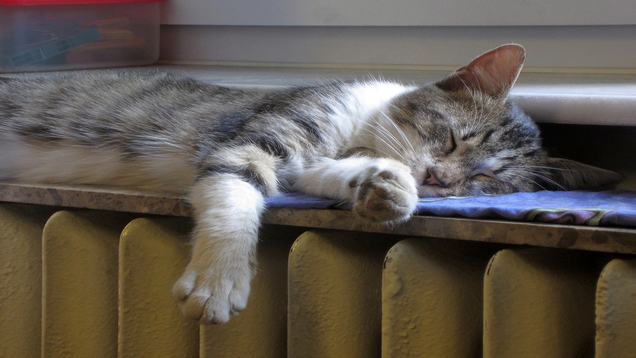 Gatto dorme sul calorifero