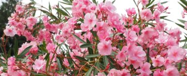 Piante velenose: l'oleandro