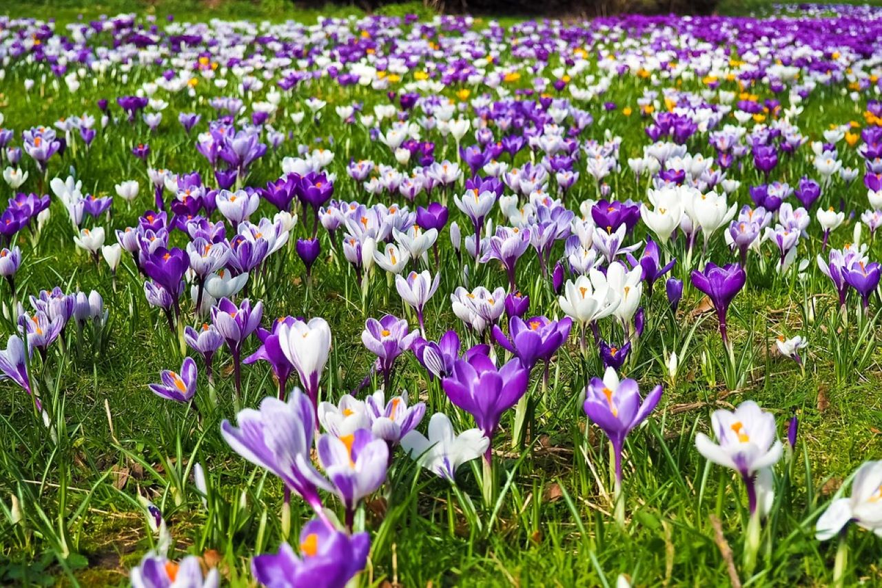 crocus fioritura