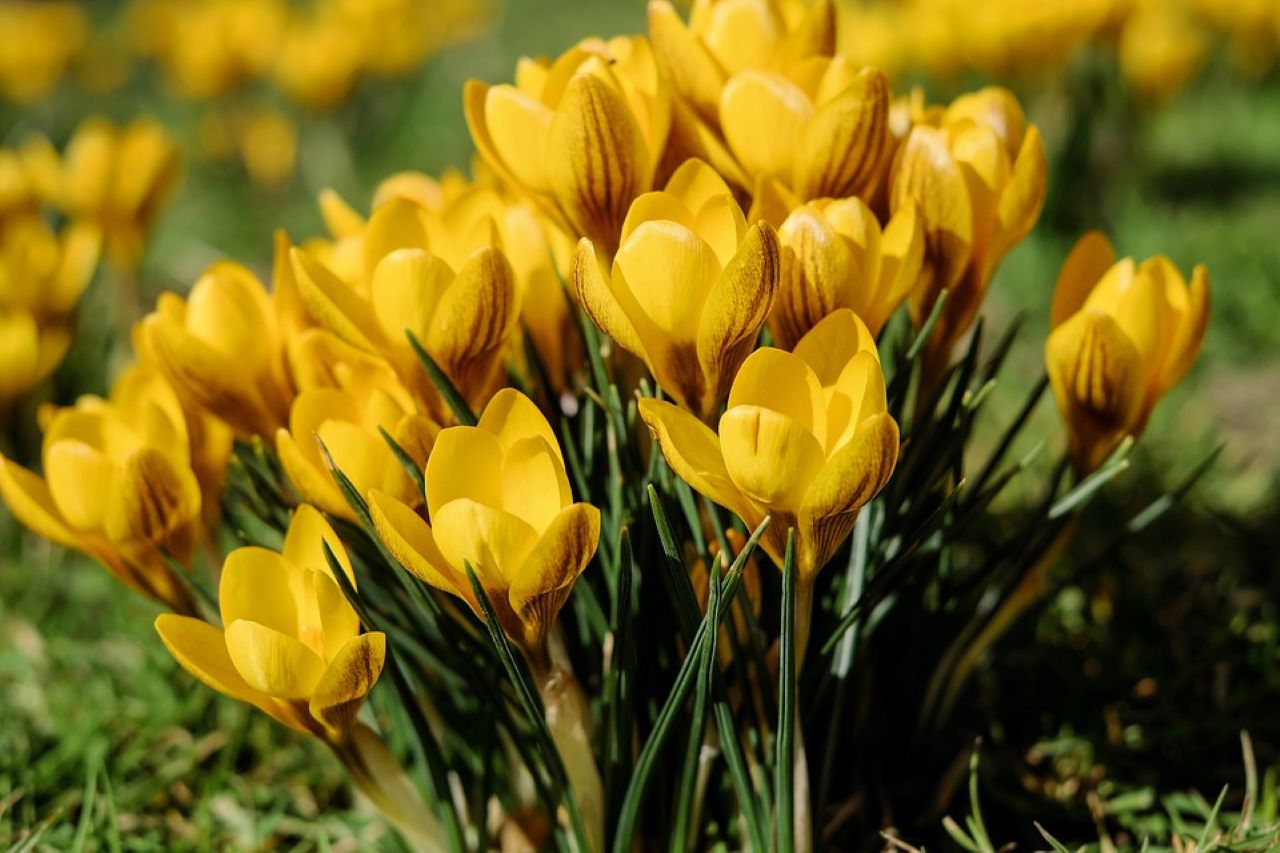 crocus giallo