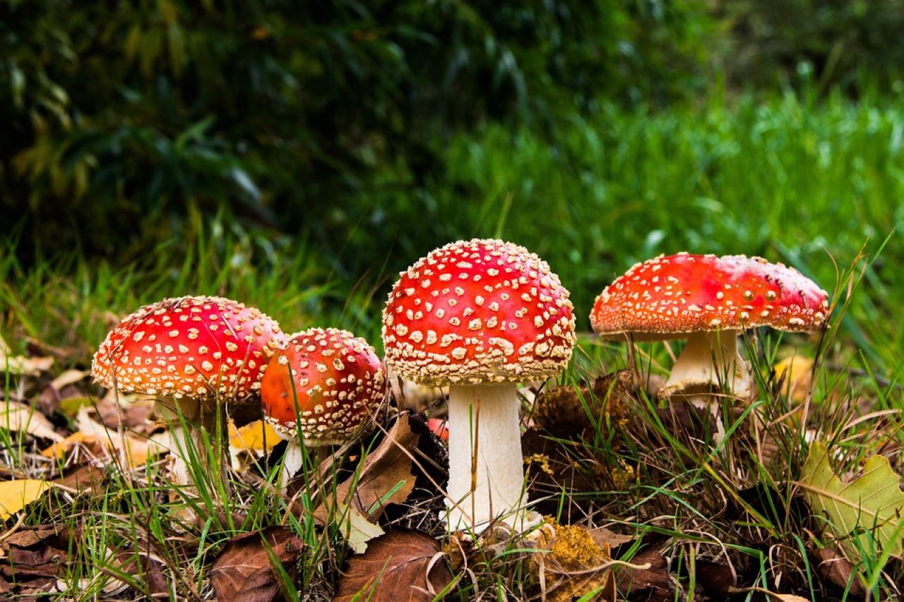 funghi commestibili amanita muscaria