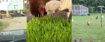 Galline in Belgio