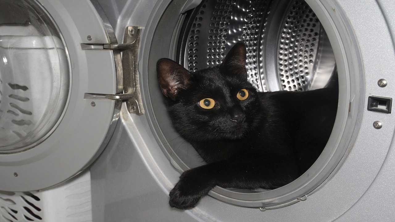 Gatto in lavatrice