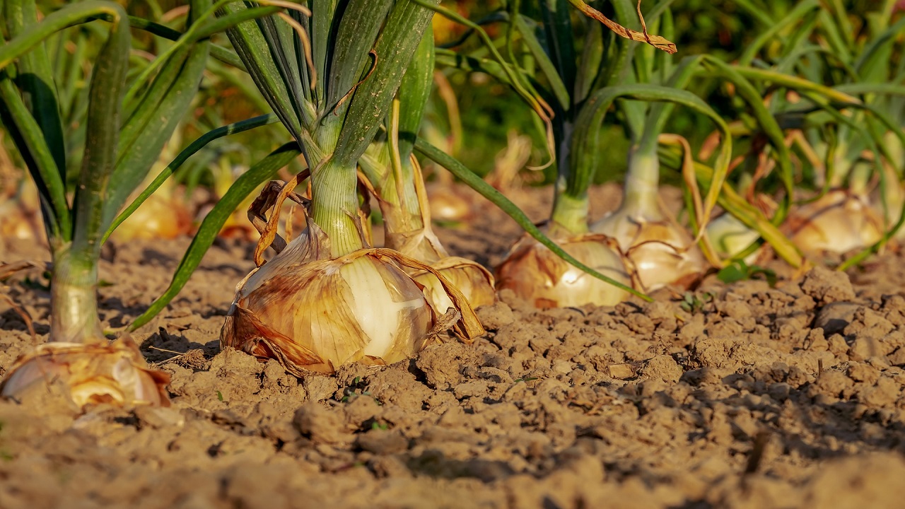 Microplastica e campi di cipolle