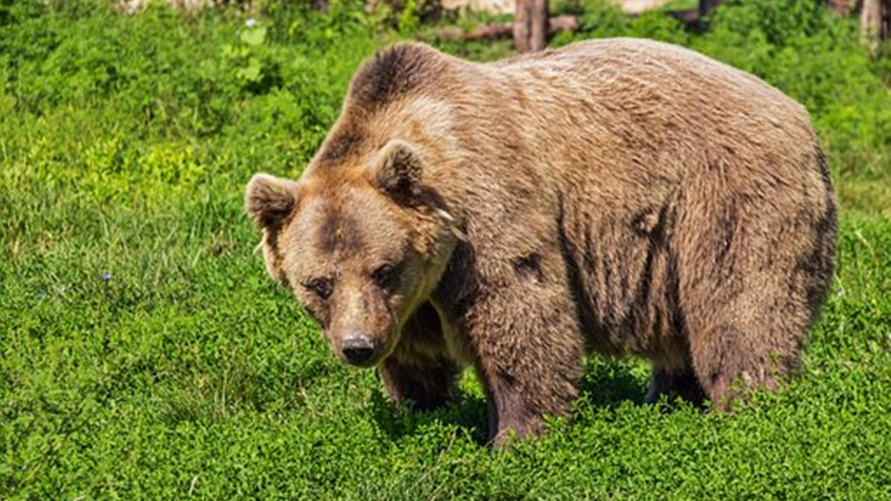 orso bruno