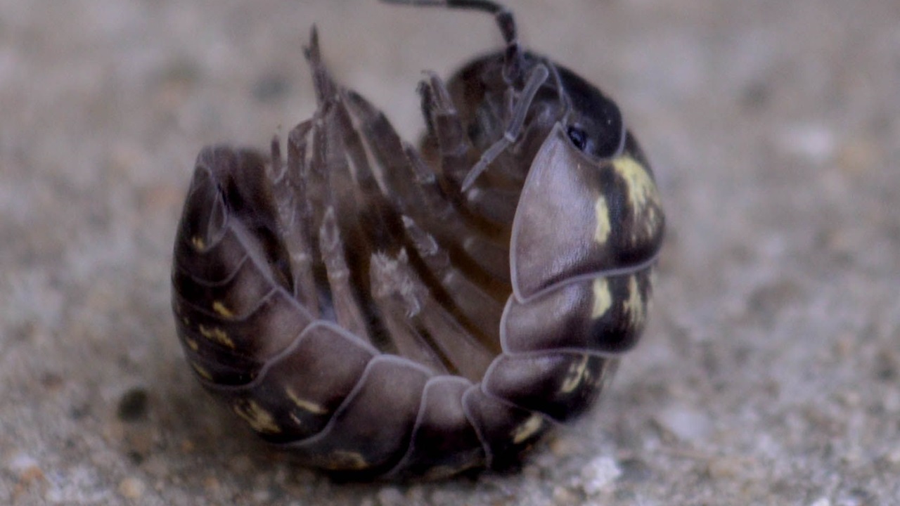 armadillidium