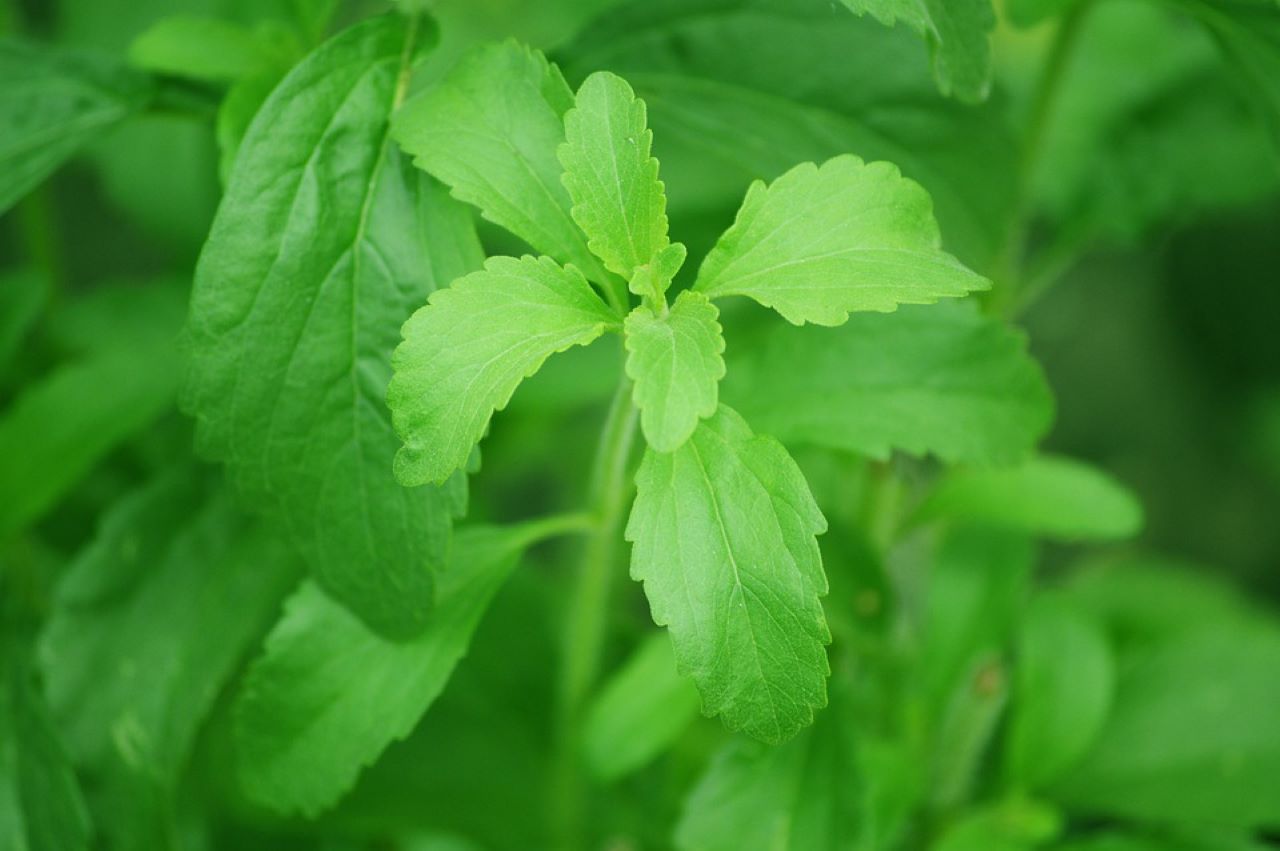 stevia foglie