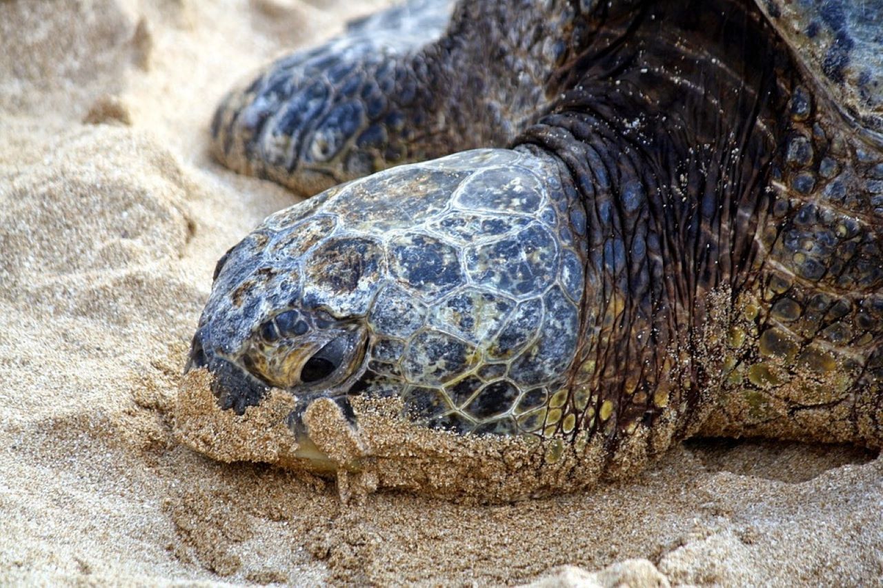tartarughe marine nidificazione
