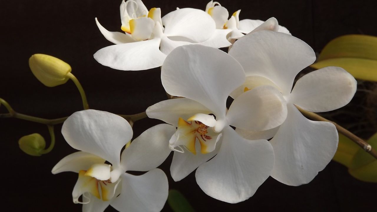 travasare orchidee