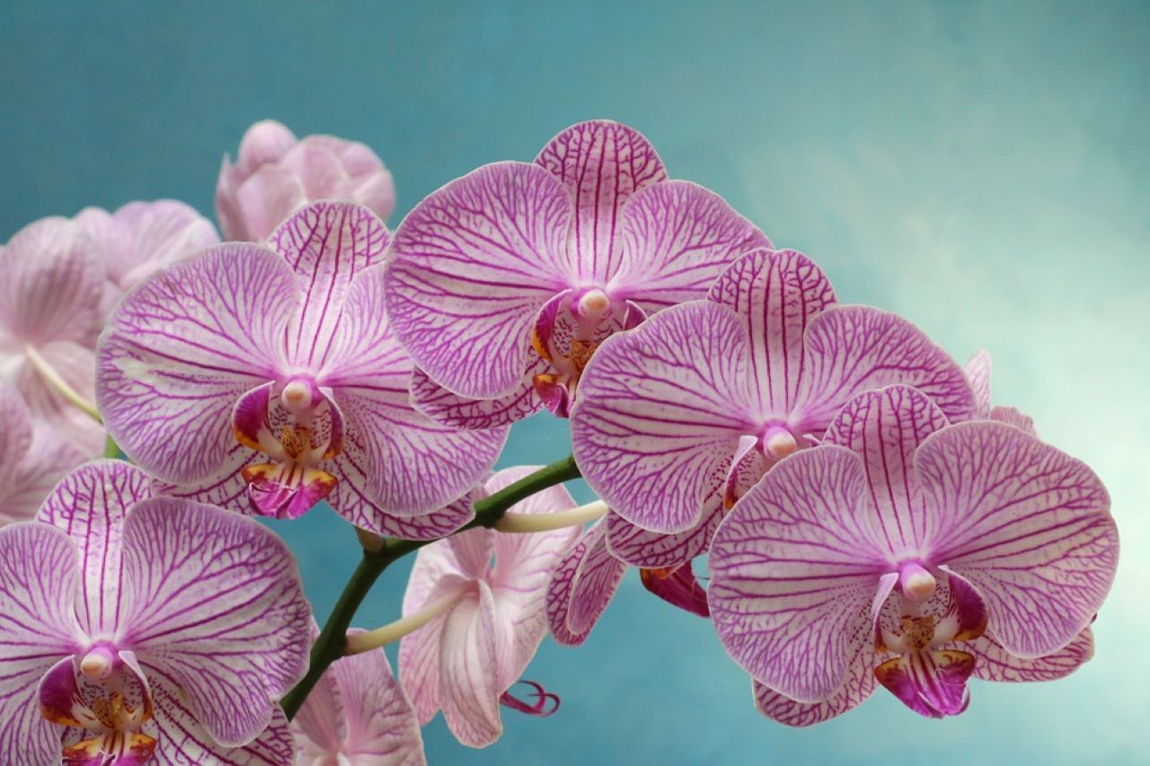 travasare orchidee