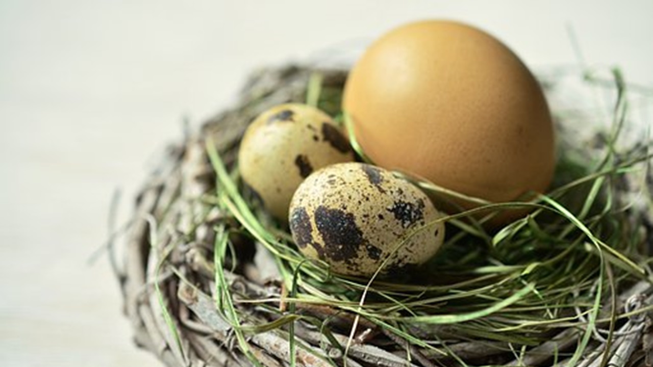 nido con uova