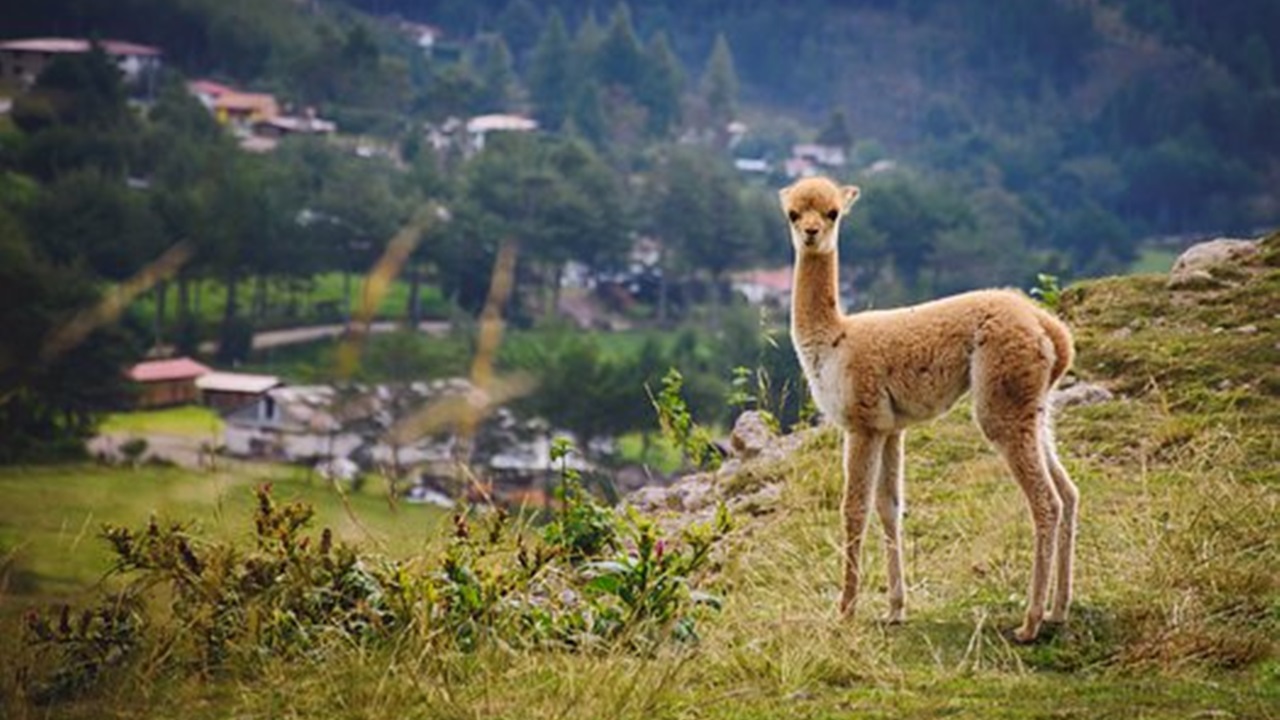 camelide artiodattilo