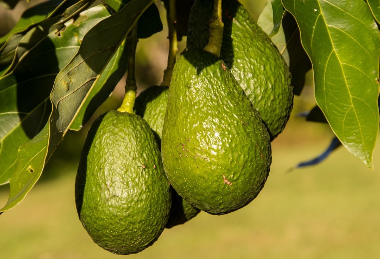 Avocado, come piantarlo in casa