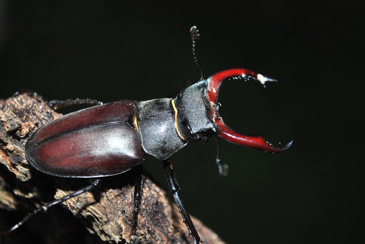 Lucanus cervus Linnaeus