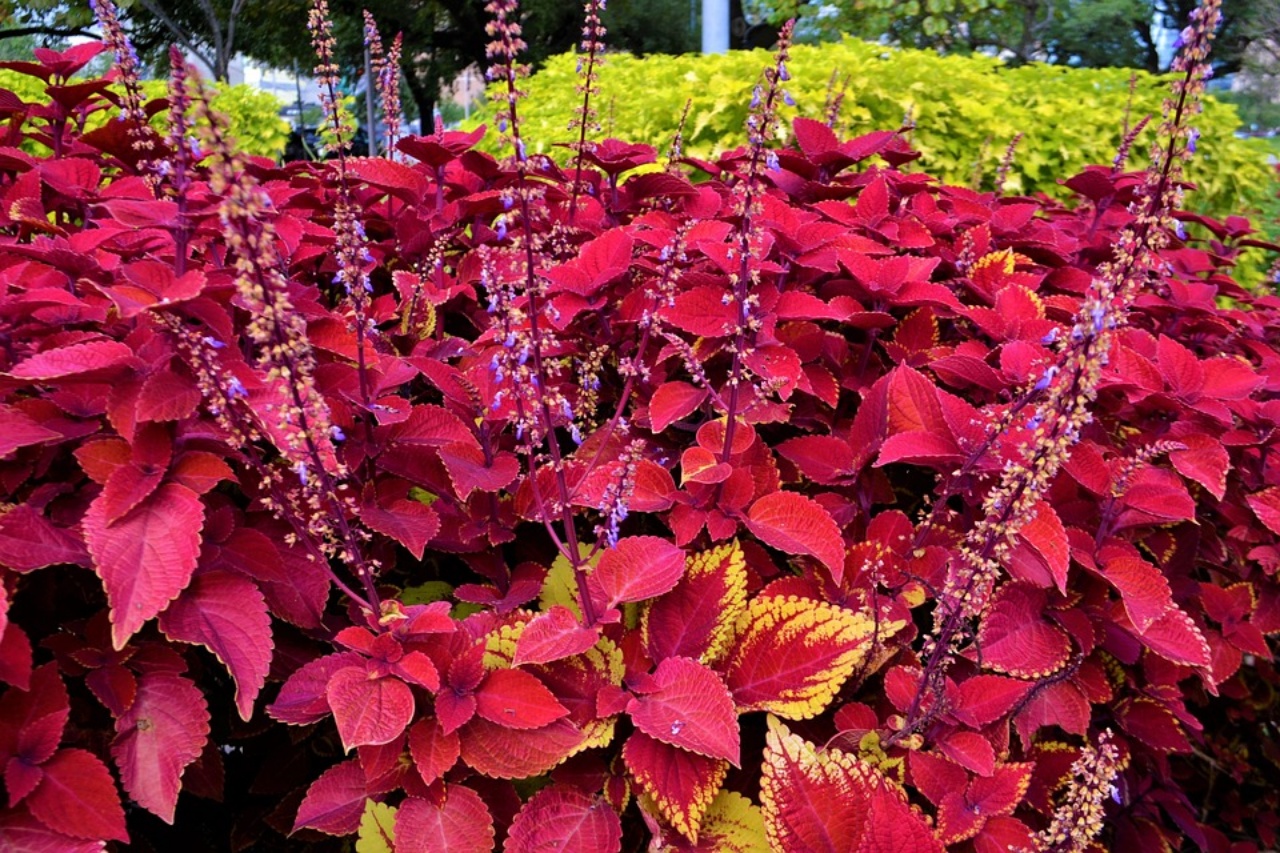 Coleus, come coltivare questa pianta in giardino