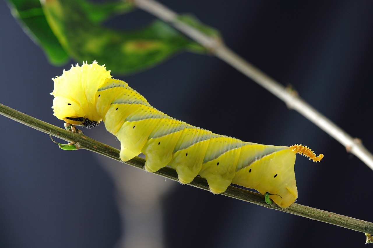 Larva gialla