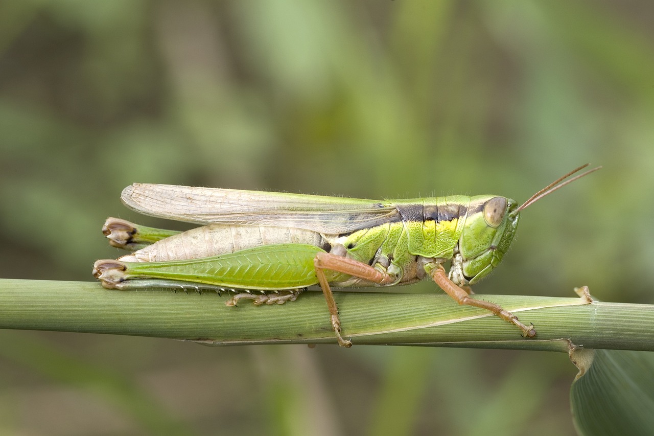 Locusta migratoria