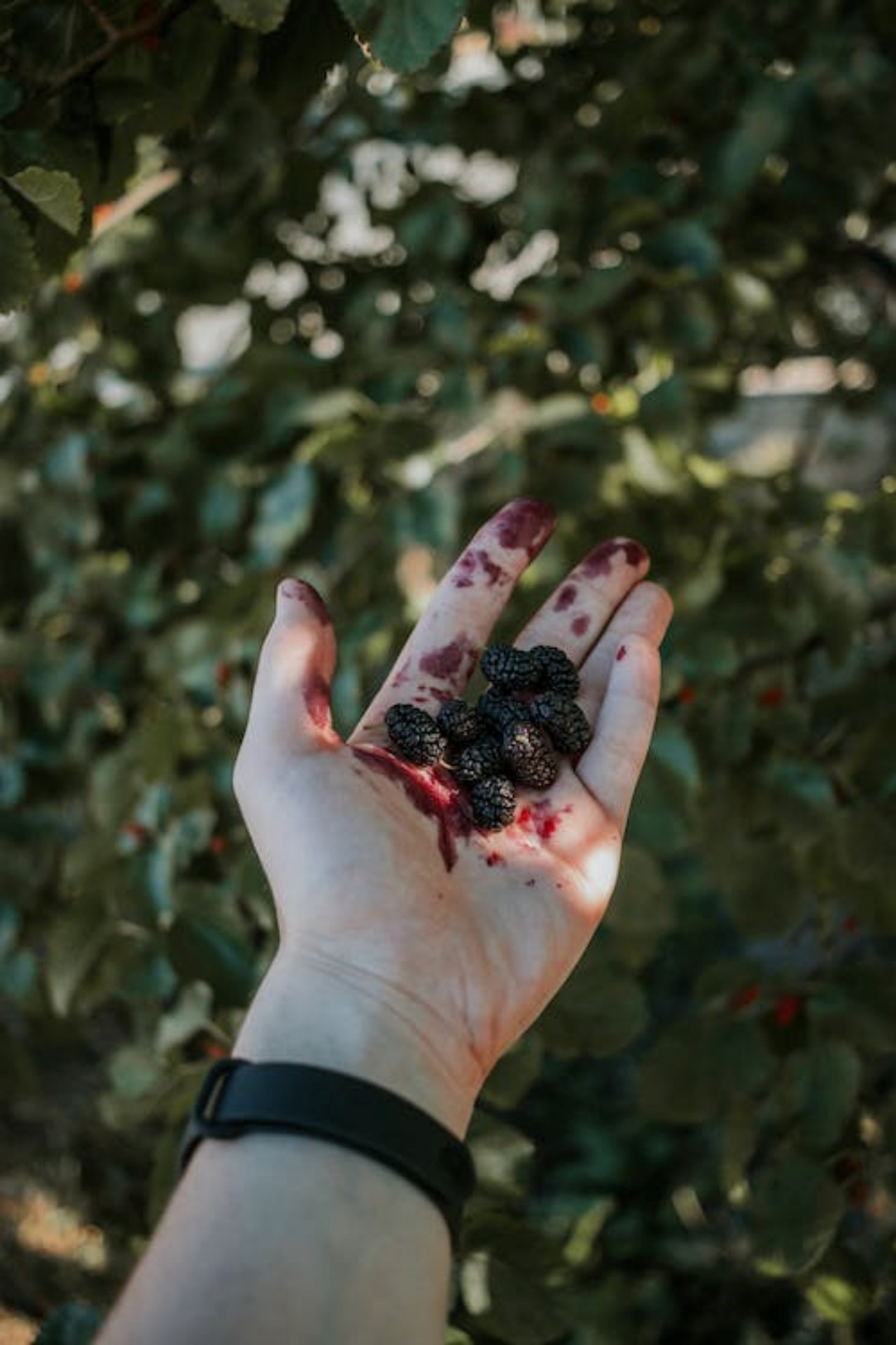 Gelso, ecco perché piantarlo in giardino