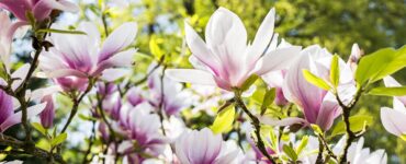 Magnolia