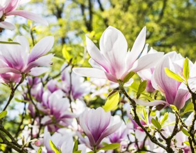Magnolia