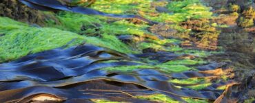 Halophila stipulacea, un'alga tropicale arrivata nel Mediterraneo