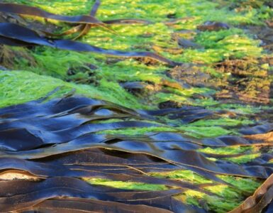 Halophila stipulacea, un'alga tropicale arrivata nel Mediterraneo