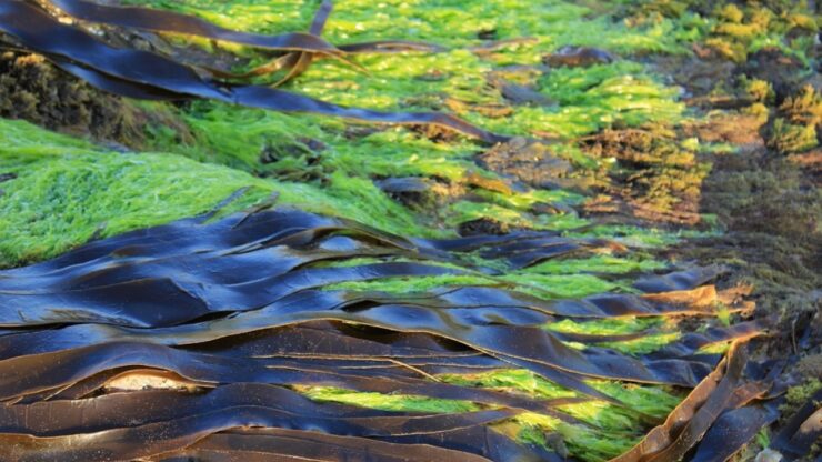 Halophila stipulacea, un'alga tropicale arrivata nel Mediterraneo