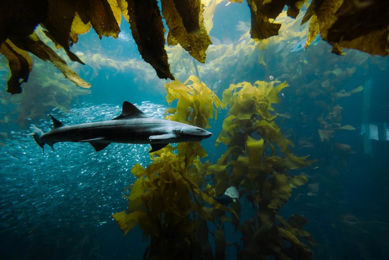 Halophila stipulacea, un'alga tropicale arrivata nel Mediterraneo