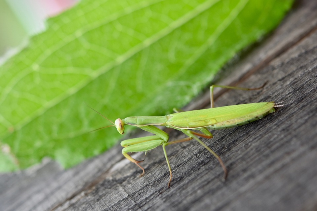 Mantide religiosa, caratteristiche di questo insetto