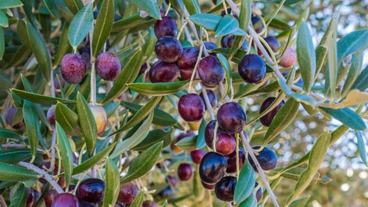 olive per produzione olio