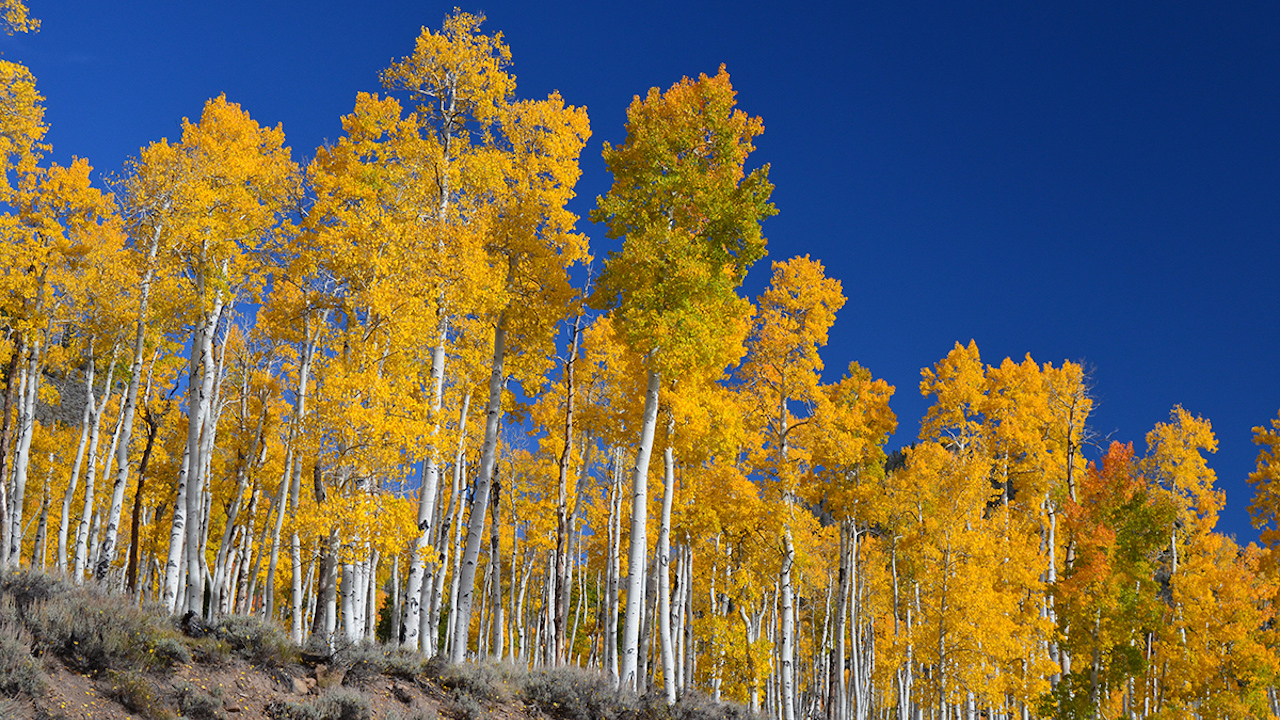 Autunno Pando