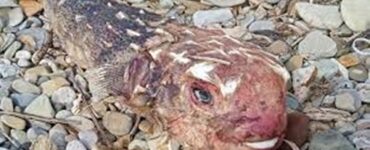 pesce subtropicale