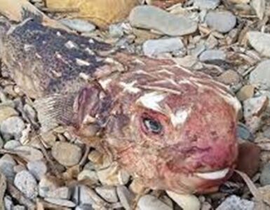 pesce subtropicale