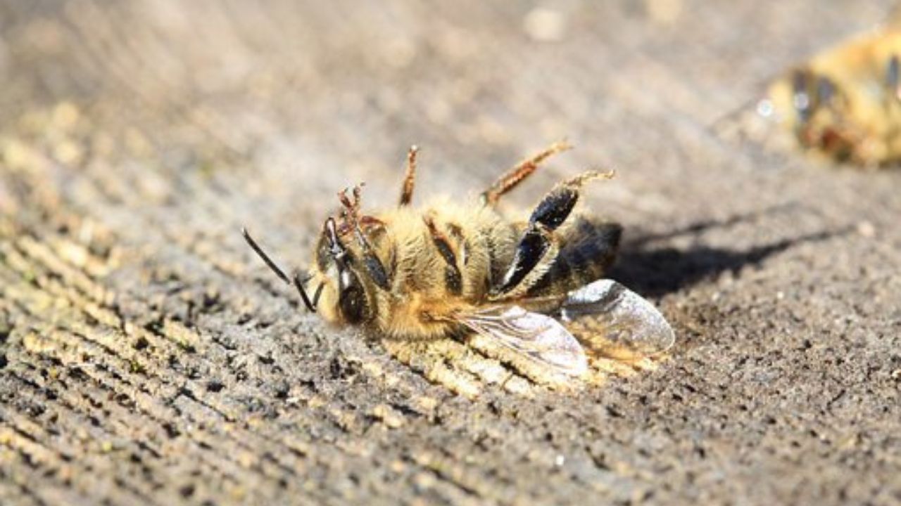 effetti negativi di pesticidi convenzionali