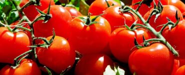 Coltivazione pomodori